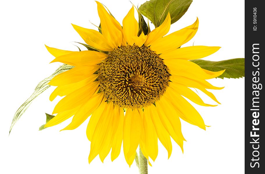 Beautiful sunflower isolated on white background.