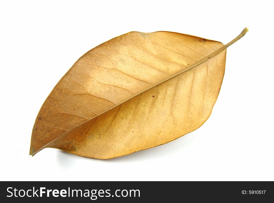 A photograph of a dried leaf against a white background