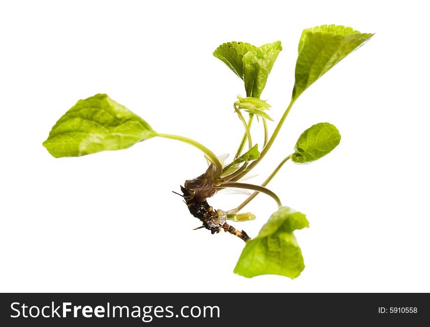 Plant Isolated On White