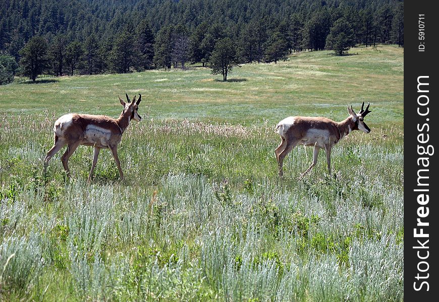 Large pronghorn antelope walking in grass in wyoming. Large pronghorn antelope walking in grass in wyoming