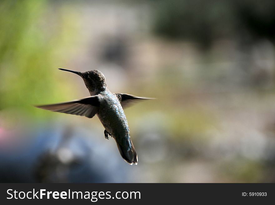 Hummingbird in flight in summer