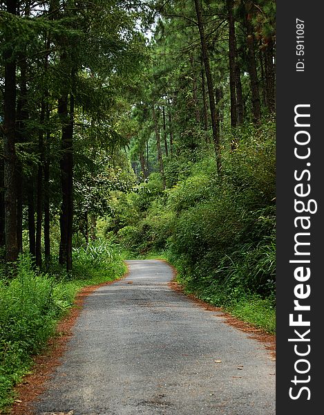 Road on the mountain which has trees two sides