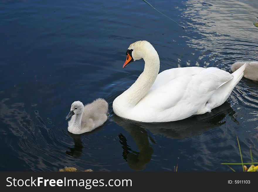 Small swan family in July month