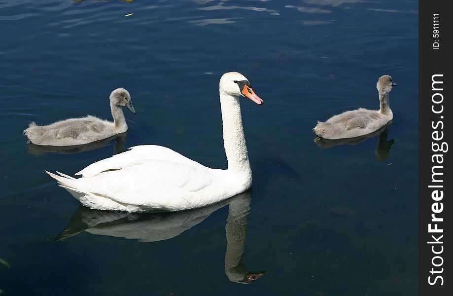 Small swan family in July month