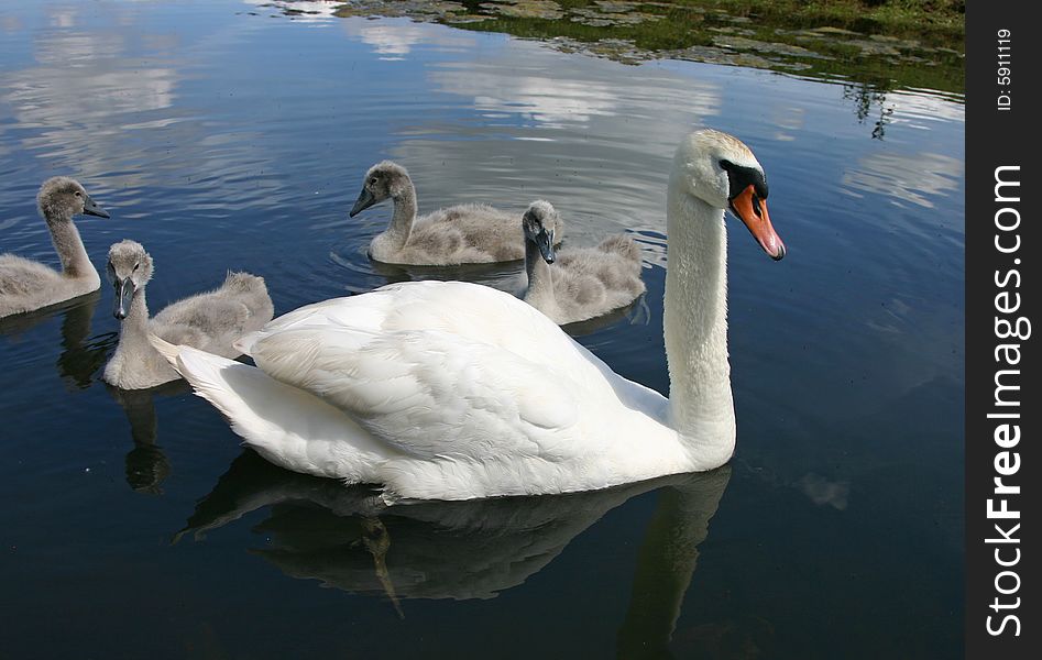 Small swan family in July month