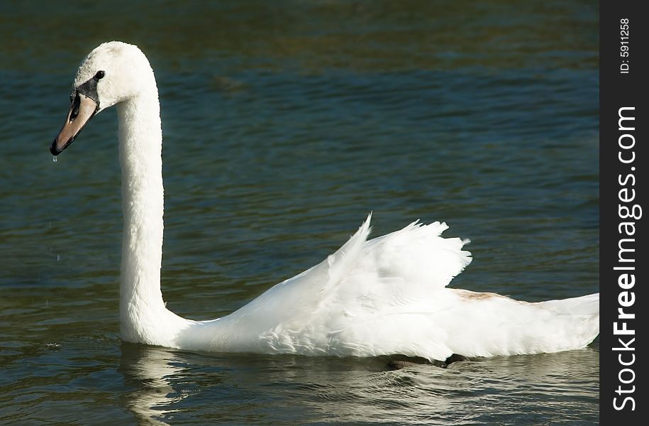 Wild swans near a lakeshore