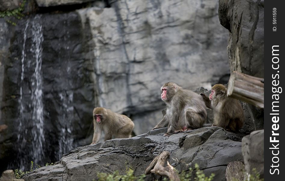 Monkeys sitting on grey rock.