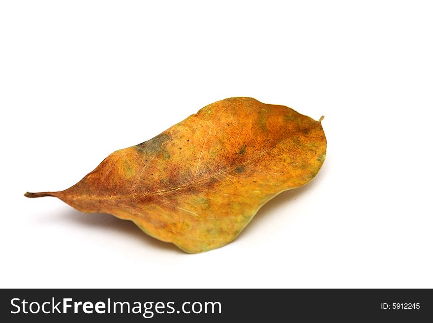 A withered leaf fallen on white surface.