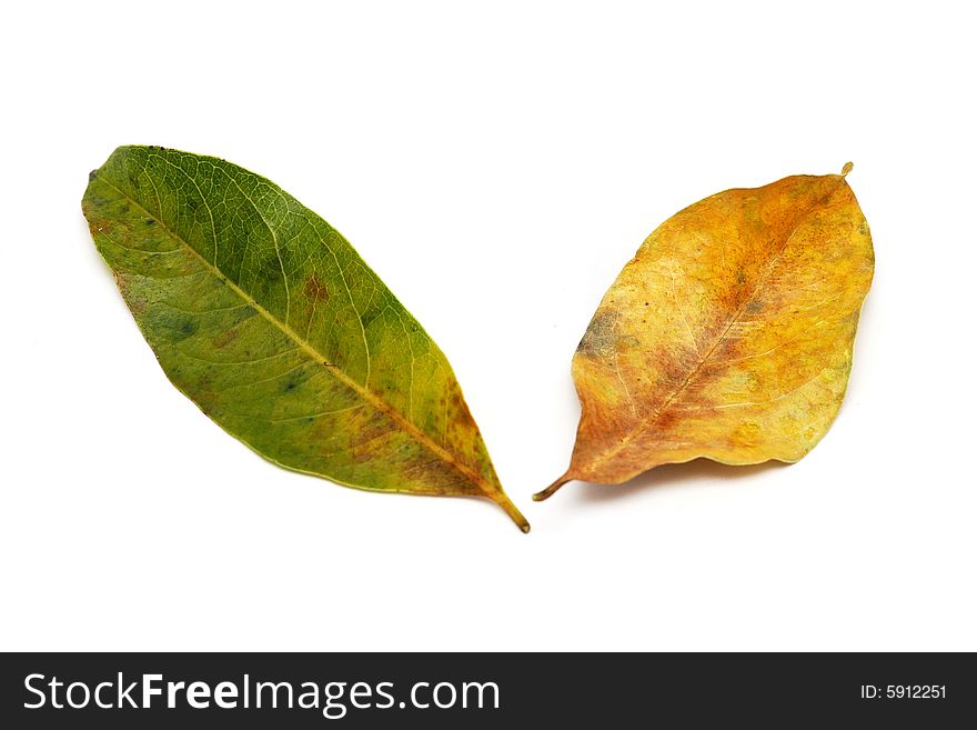 Two withered leaves fallen on white surface. Two withered leaves fallen on white surface.