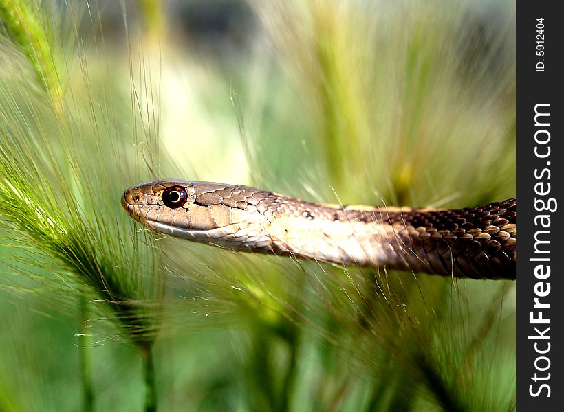 Water snake slithering through the meadow grass. Water snake slithering through the meadow grass