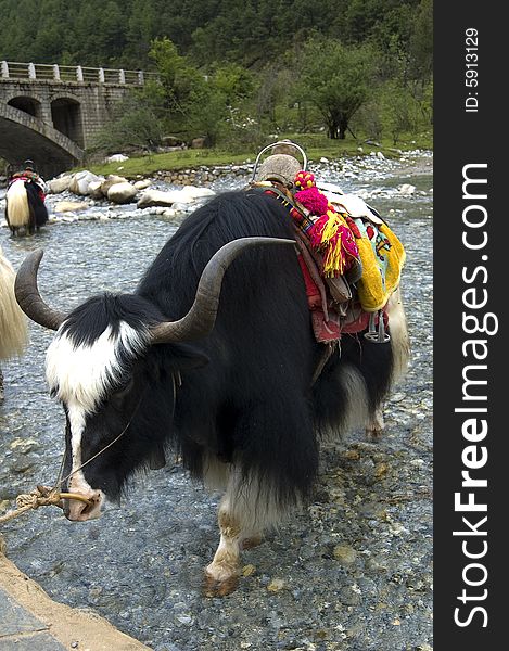 Yak on the foot of the snow mountain