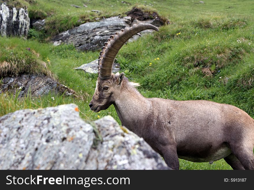 A huge ibexen in high mountain, Austria. A huge ibexen in high mountain, Austria