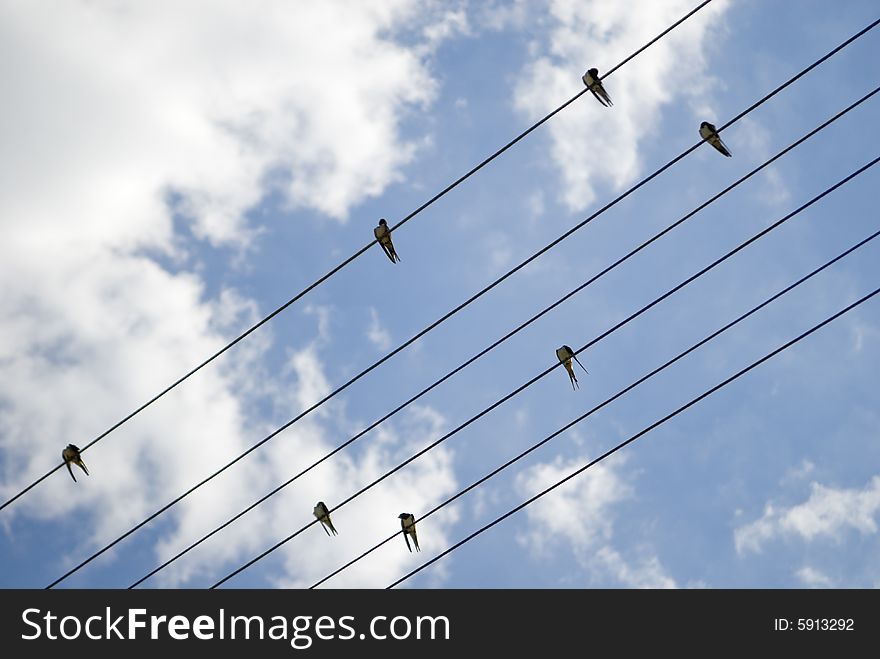 Closeup of few birds (swallows) sitting on electricity line. Closeup of few birds (swallows) sitting on electricity line