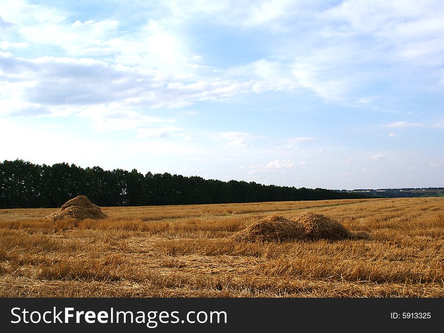 Bevelled wheat field in a summer day