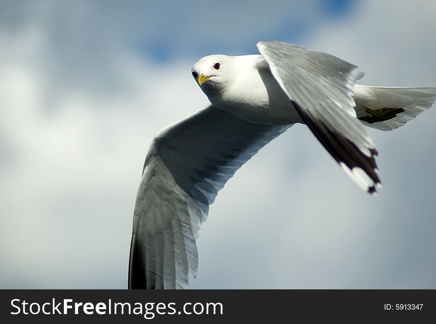 Seagull in flight, sky and clouds background. Seagull in flight, sky and clouds background
