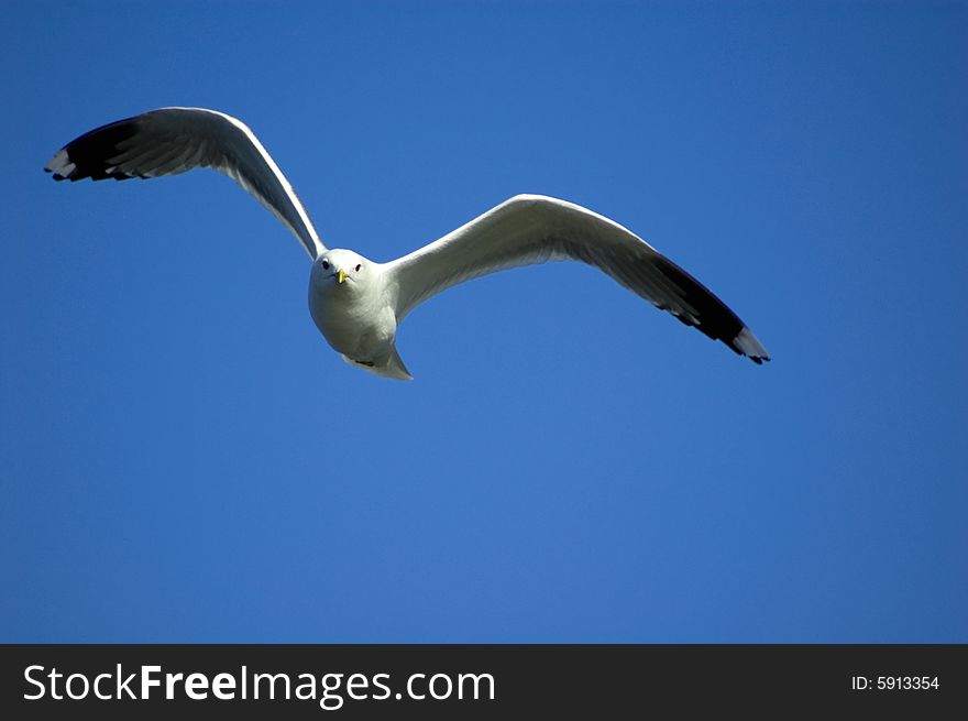 Seagull in flight, sky and clouds background. Seagull in flight, sky and clouds background