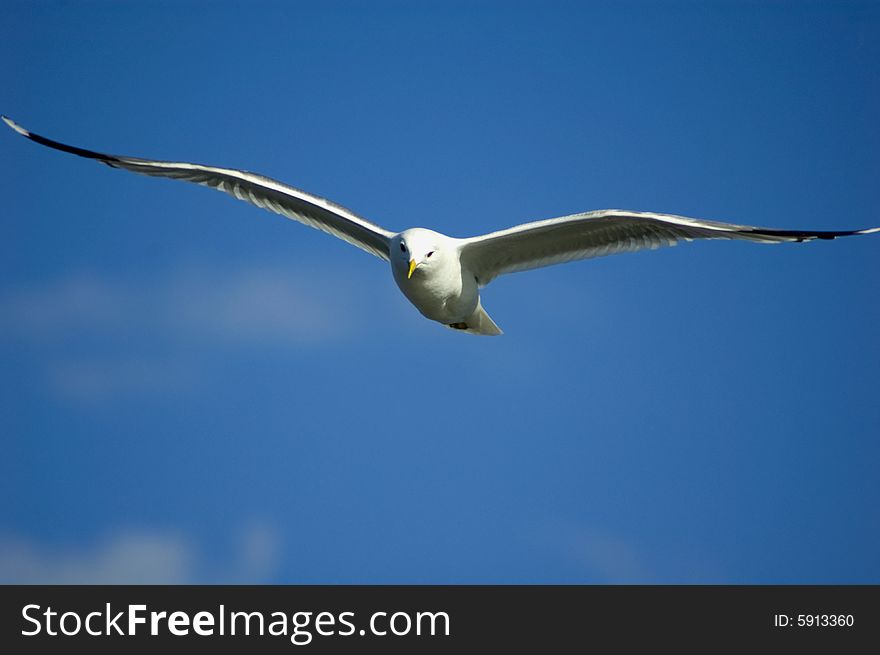Seagull in flight, sky and clouds background. Seagull in flight, sky and clouds background
