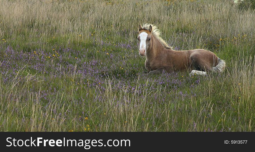 A young horse lying in the grass