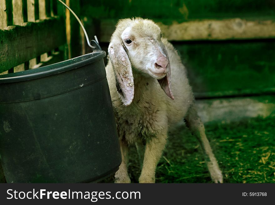 A young sheep in a farm