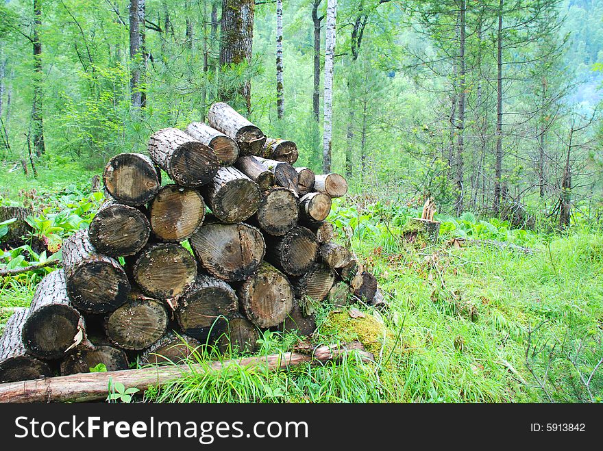 Pile of the firewood at the forest