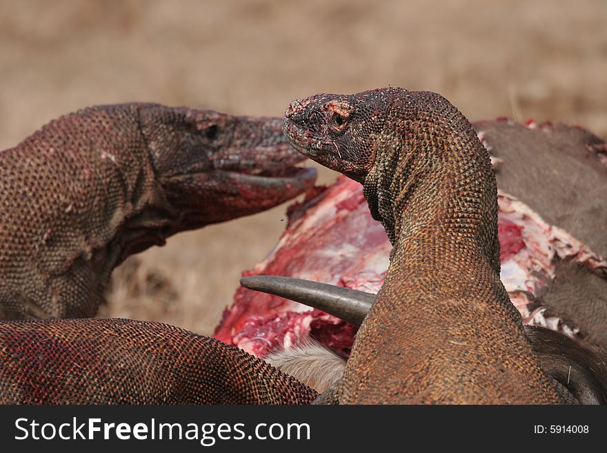 Komodo dragons eating wild buffalo, Rinca Island, Indonesia