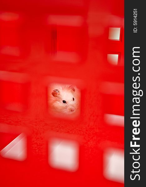 Pet hamster playing in a red box.