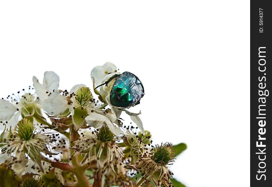 Blossoming bush with a beetle, isolated. Blossoming bush with a beetle, isolated