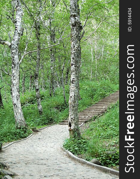 A path in the forest, shot at mount Changbai district, Jilin province, China. A path in the forest, shot at mount Changbai district, Jilin province, China.