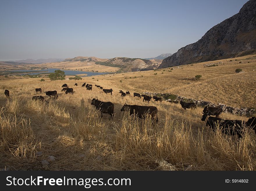 Summer In Sicily: Black Cows