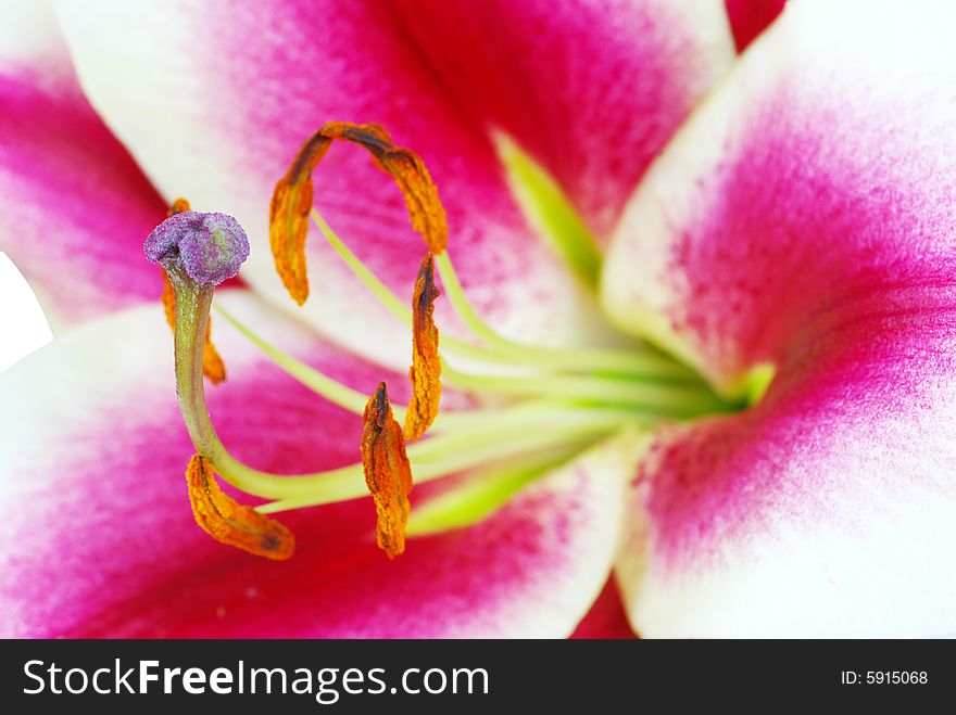 Fresh beautiful red lily flower blossom