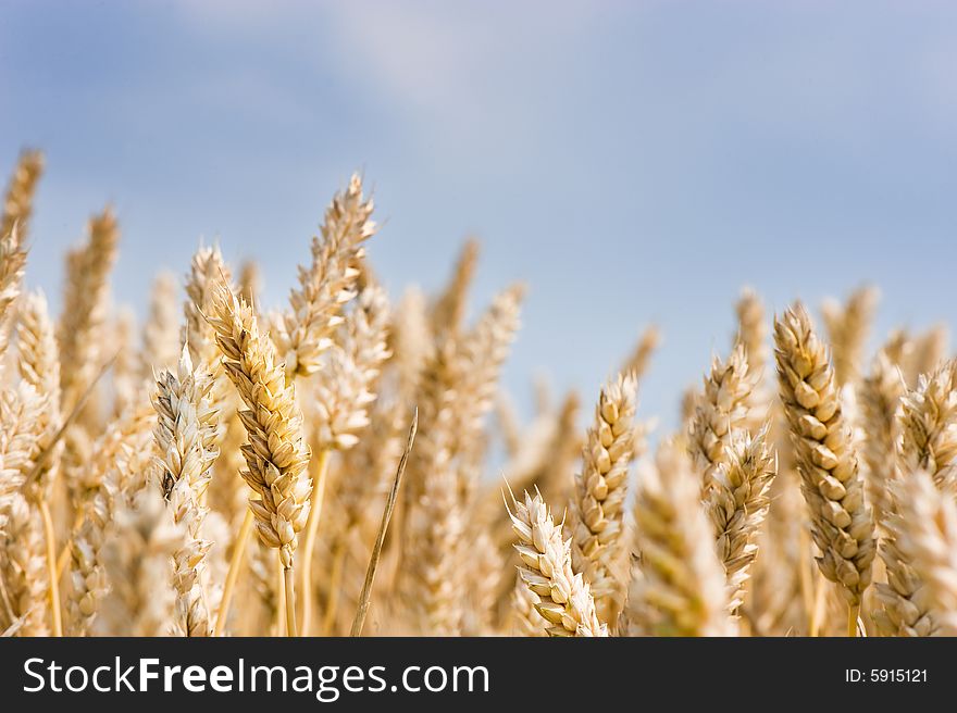 Close up of grain in front of blue sky. Close up of grain in front of blue sky