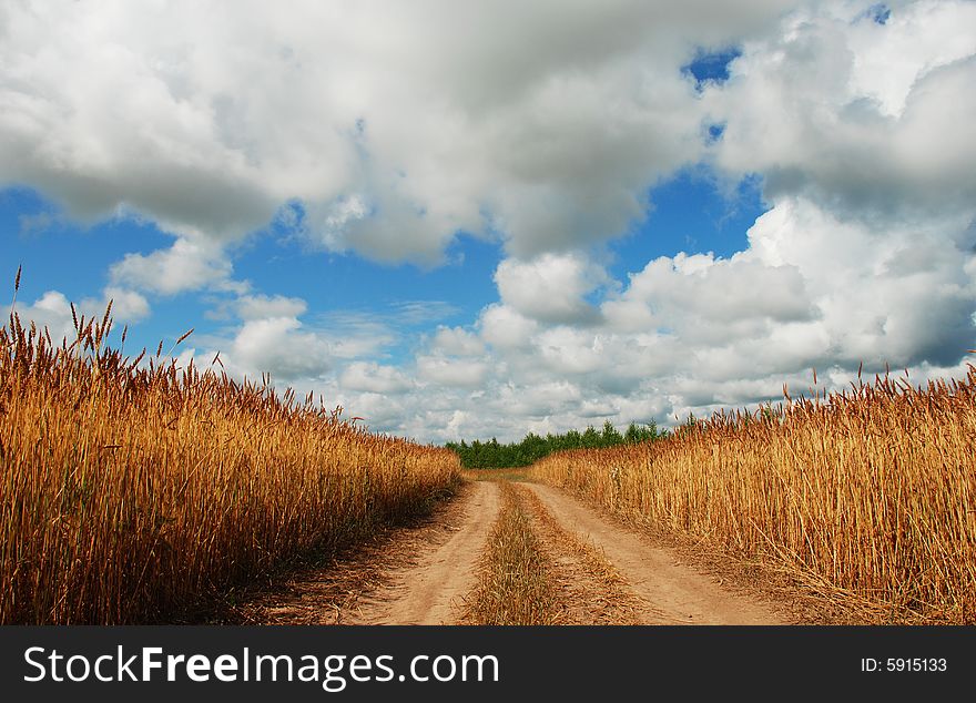 Road in barley field, blue sky, big clouds.
Russia, Summer, July 2008.