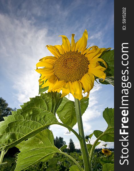 Sunflower on deep blue sky