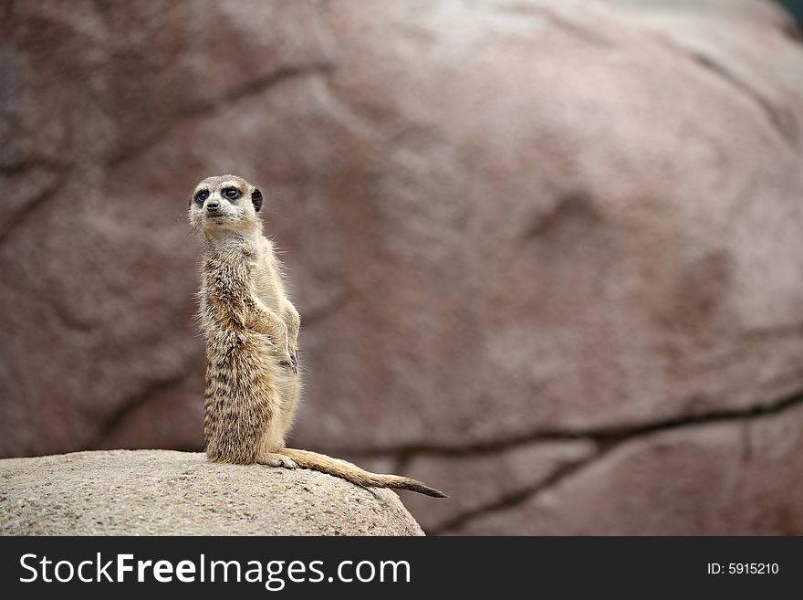 A meerkat stands on guard, watching out for danger. A meerkat stands on guard, watching out for danger.