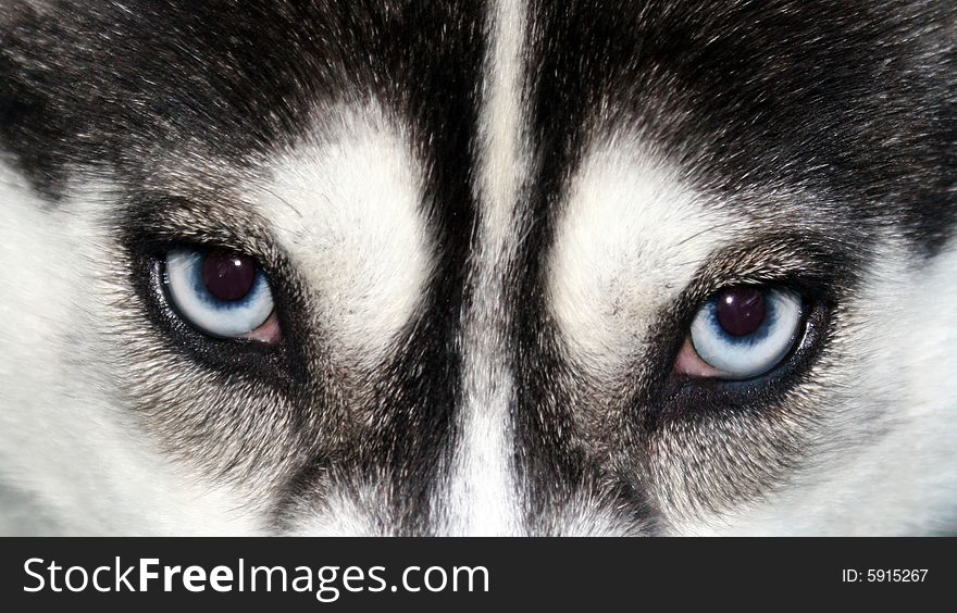 Close up of blue eyed Siberian Husky staring at the camera. Close up of blue eyed Siberian Husky staring at the camera