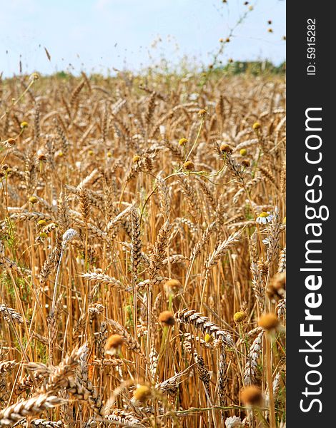 Grain Field