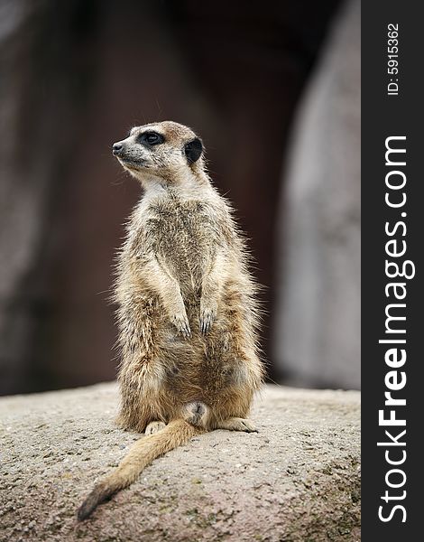 A meerkat stands on guard, watching out for danger. A meerkat stands on guard, watching out for danger.