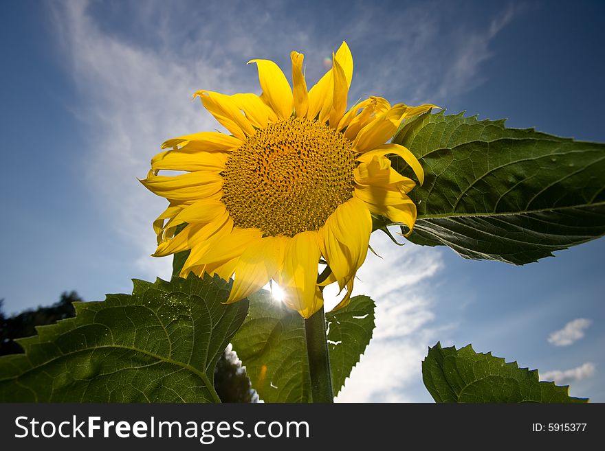 Sunflower on deep blue sky