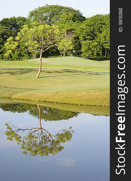 A single tree on the bank of a golf course lake reflected in water. A single tree on the bank of a golf course lake reflected in water