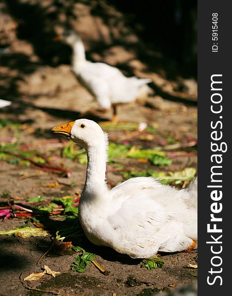 White goose