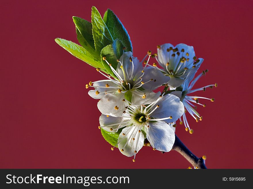 Cherry-tree flowers isolated on red background. Cherry-tree flowers isolated on red background