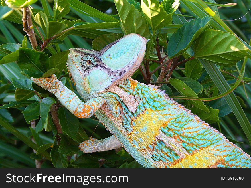 A male veiled chameleon climbing on plants.