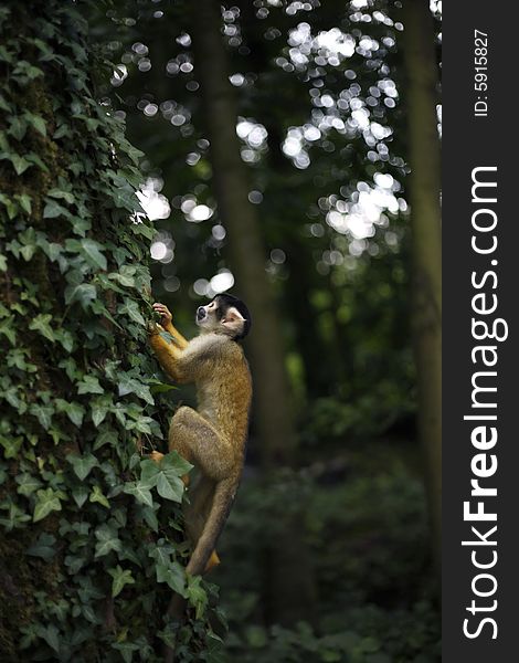 A squirrel monkey climbs in a tree