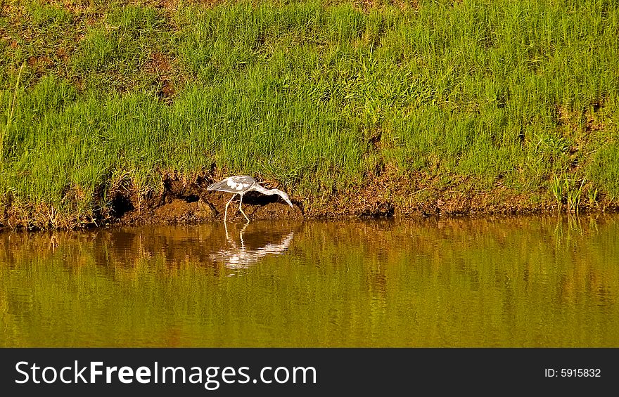 A white crane on the shore of a tropical lake with reflection. A white crane on the shore of a tropical lake with reflection