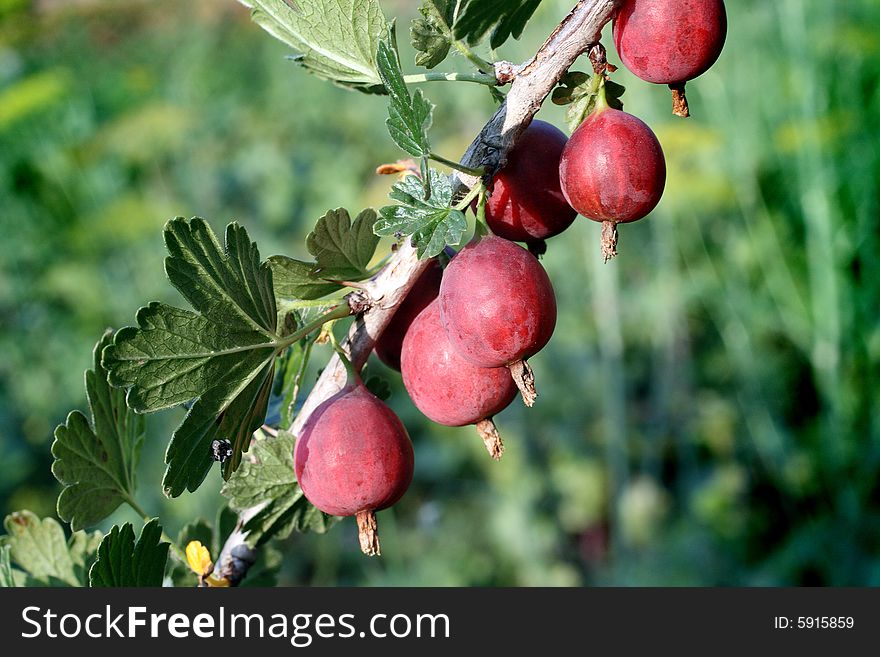 Red gooseberry berries on branch