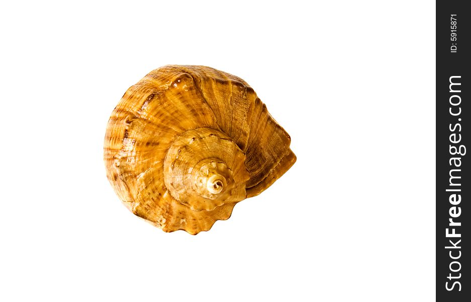 Close-up sea shell isolated on white