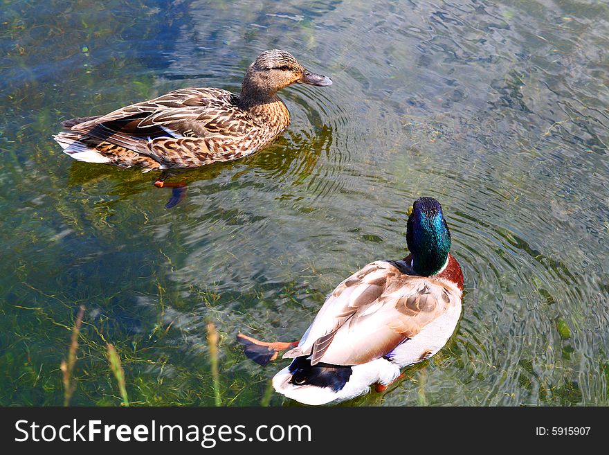 Ducks couple swimming in lake
