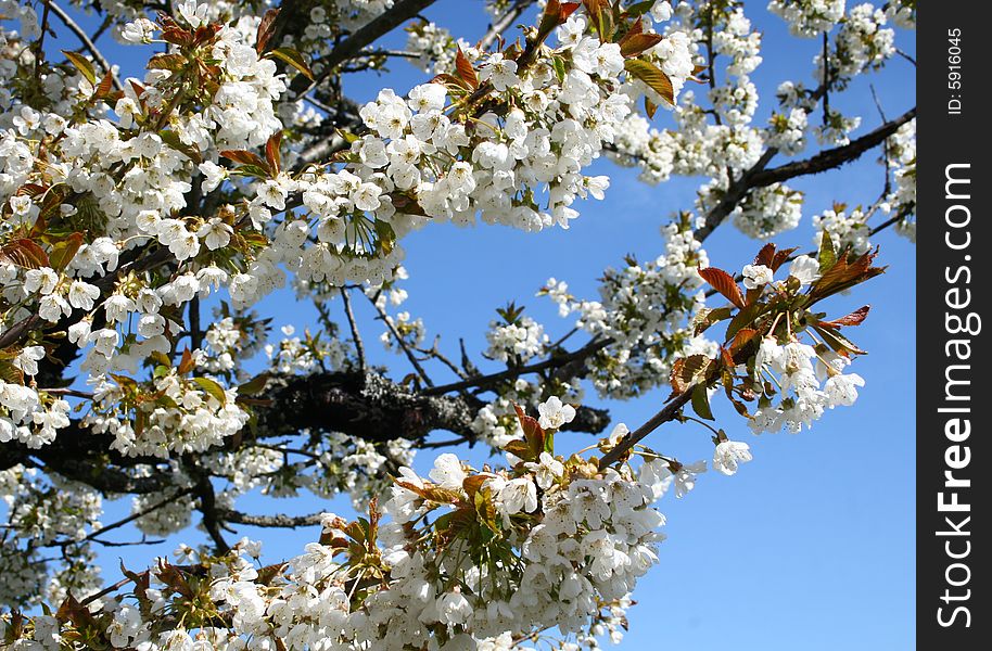 White blossoms against the sky. White blossoms against the sky
