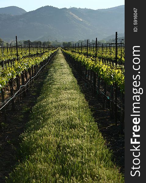 Vertical shot of a vineyard