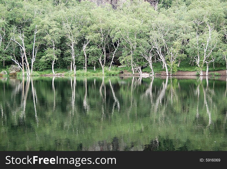 Trees, Reflection In Lake